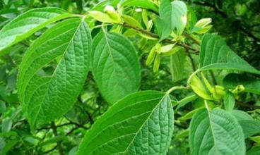 植物提取物飼料添加劑對(duì)于發(fā)展我國(guó)無抗養(yǎng)殖業(yè)將大有作為