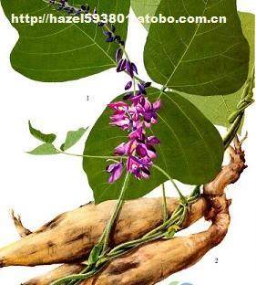 ll37,價格,廠家,供應商,植物提取物,daxinganing lingonberry group 熱賣促銷 阿土伯網